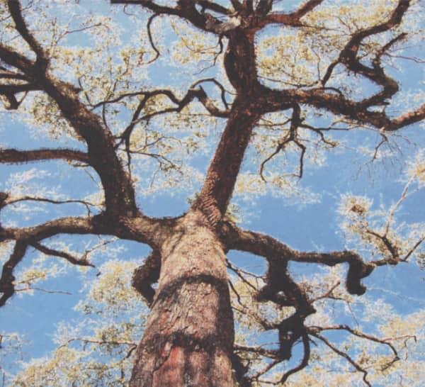 A Storm - A Tree - My Mother's Head (CD)